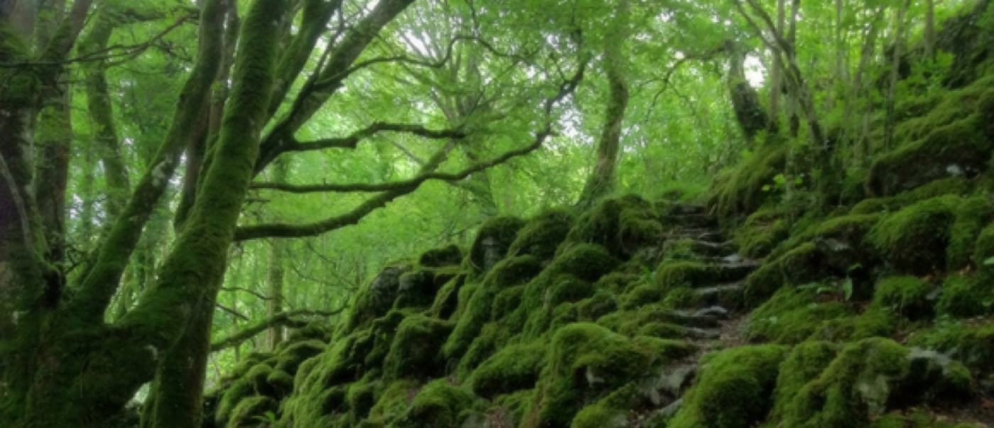 Knockma Hill forest and cairn