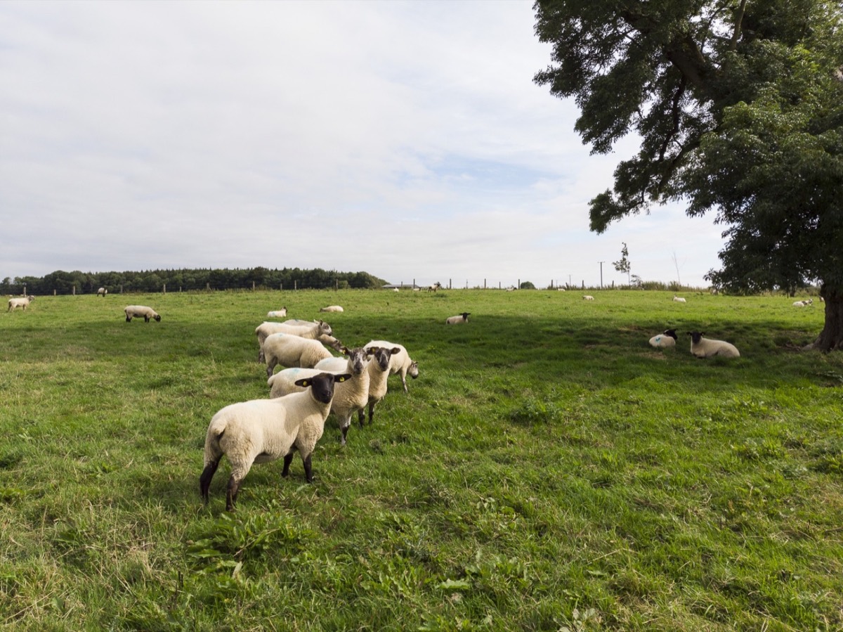 Sheep on the estate grounds